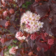Пузыреплодник калинолистный Саммер Вайн / Севард v5 80-100 