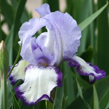 Корневище Ирис Он Иджи, 1шт/уп 