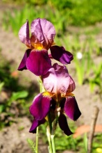 Ирис Сеник v2-3 Tim 