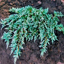 Растение можжевельник горизонтальный Винтер блю C3, 20-30 Bor по цене  Растение можжевельник горизонтальный Винтер блю C3, 20-30 Bor