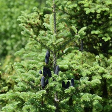 Растение пихта бальзамическая Денса C7.5 30-40 cm Mt по цене  Растение пихта бальзамическая Денса C7.5 30-40 cm Mt