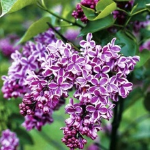 Сирень обыкновенная Сенсация c5 h60-80 