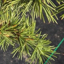 Кедр ливанский Сильвершпитс v7,5 h100-125 Mt 