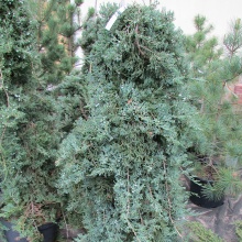 Можжевельник горизонтальный Вилтони на штамбе v7,5 100-120 