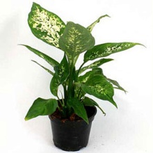 Диффенбахия d12 Tim 