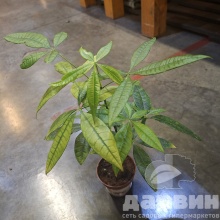 Пахира Акватика d9 h25 