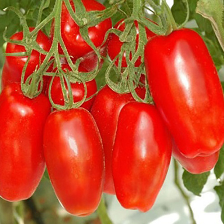 Семена томат Гаспачо Авторские 0,05г Гавриш 