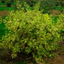 Дерен белая Gouchaultii C2-3 BL 2017 