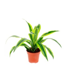 Драцена в ассортименте d11 ХР 