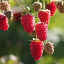 Малина ремонтантная Брянское диво, красная v1 Tim 