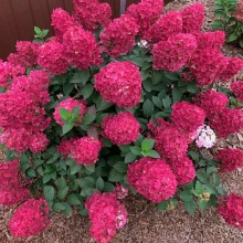Гортензия метельчатая Самарская Лидия v5 Tim 