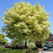 Клен остролистный Друммонди Стем P21 h80 Tw5 