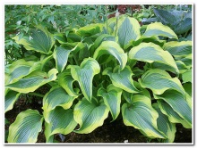 Хоста Атлантис v2 Tim 