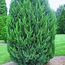 Можжевельник китайский Обелиск 180-200 