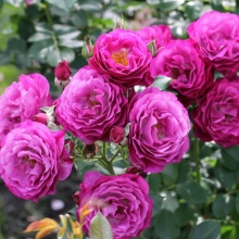 Роза полиантовая Блю Иден v5-10 Tim - Fr 