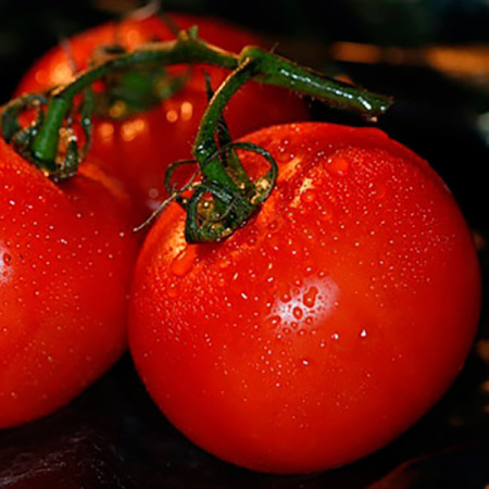 Семена томат Ирина, Сиб. Сад 