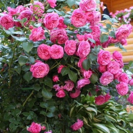 Роза флорибунда Баронесса v5 Lav 
