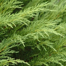 Можжевельник казацкий Tamariscifolia С3-5 Tim 