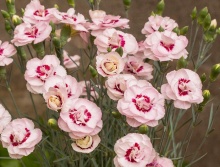 Гвоздика перистая Энджел оф Вирту d10 Lav 