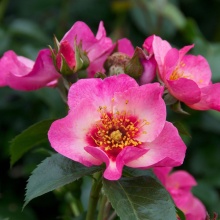 Роза корнесобственная Ай он Ми v5 Tim 