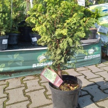 Кипарисовик тупой Ханна 25-30 Mt 