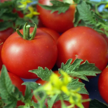 Семена томат Джина, Сиб. Сад 
