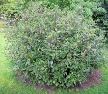 Дерен белый Кесселгрини v10 140-160 Ul 