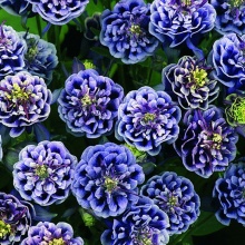 Корневище НВМ Водосбор Дабл Блю (I) 1шт 