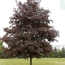 Клен остролистный Crimson Sentry C7szcz.sztam.140cm. BL 2017 