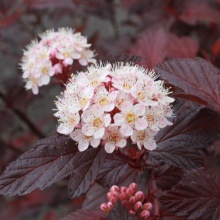 Пузыреплодник калинолистный Диабл Д'Ор/Миндиа С2, 40-60см 