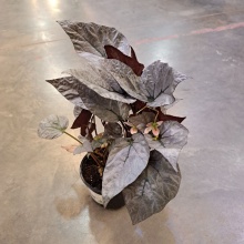 Бегония Рекс Артик Бриз d12 ХР 