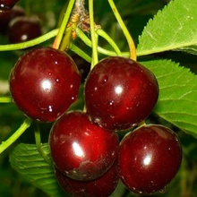 Вишня Шоколадница v7/10 120-140 Tim 