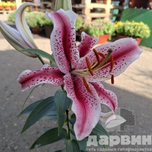 Лилия махровая в ассортименте С2 ЦО 