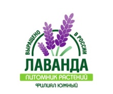 Гортензия метельчатая Роял Флауэр v3 Lav 