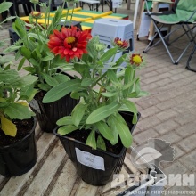 Гайлардия v1,5 Push 