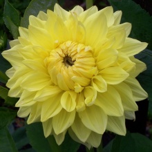 Клубень Георгина Санни Глоу, 1шт/уп 