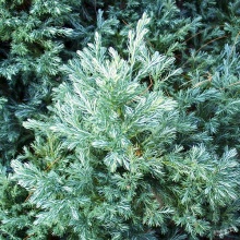 Кипарисовик горохоплодный Булевард v2 Lav по цене  Кипарисовик горохоплодный Булевард v2 Lav