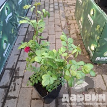 Роза мускусная Динки v5 Lav 