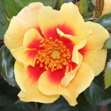 Роза корнесобственная флорибунда Ай оф зе Тайгер v5 Tim 