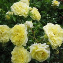 Роза флорибунда Солеро с5, Tim 