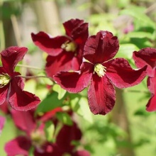 Клематис Скарлет Виндмилл v2 Cl 