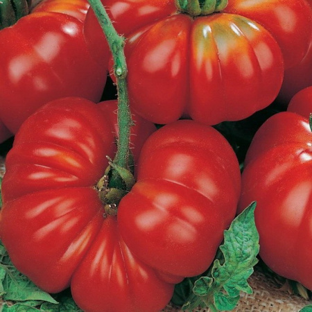 Семена томат Розамарин фунтовый Авторские 0,1г Гавриш 