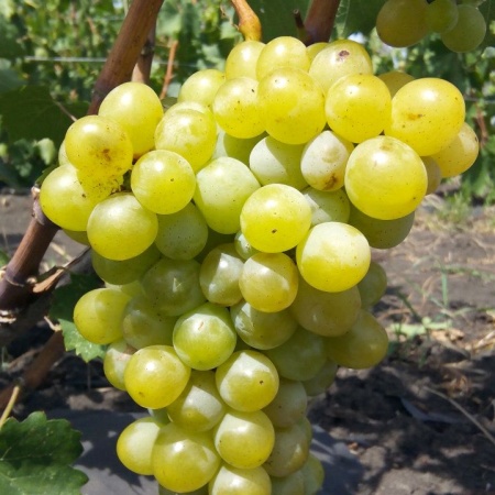 Виноград плодовый Болгария мускатная, желтый v5 Tim 