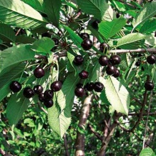 Вишня Черная Крупная ранн v7 80-100 Tim 