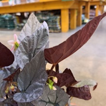 Бегония Рекс Артик Бриз d12 ХР 