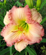 Лилейник Фростед Винтаж Раффлс v2 Tim 