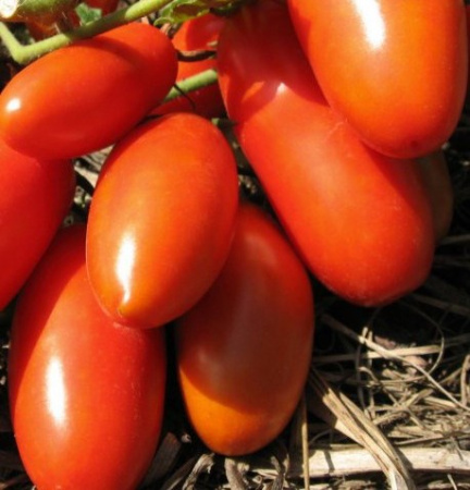 Семена томат Супермодель, Сиб. сад 