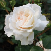 Роза флорибунда Петикоа с5, Tim 