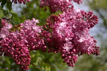 Сирень гиацинтовая Эстер Стейли v15 90-100 Tw 