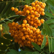 Рябина Фланрок c50 h220 